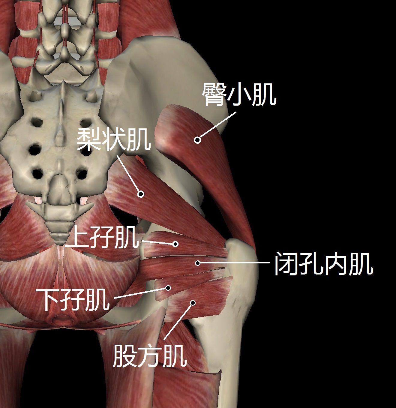 深层:臀小肌,梨状肌,上孖(ma,一声)肌,下孖肌,闭孔内肌,股方肌表层:臀