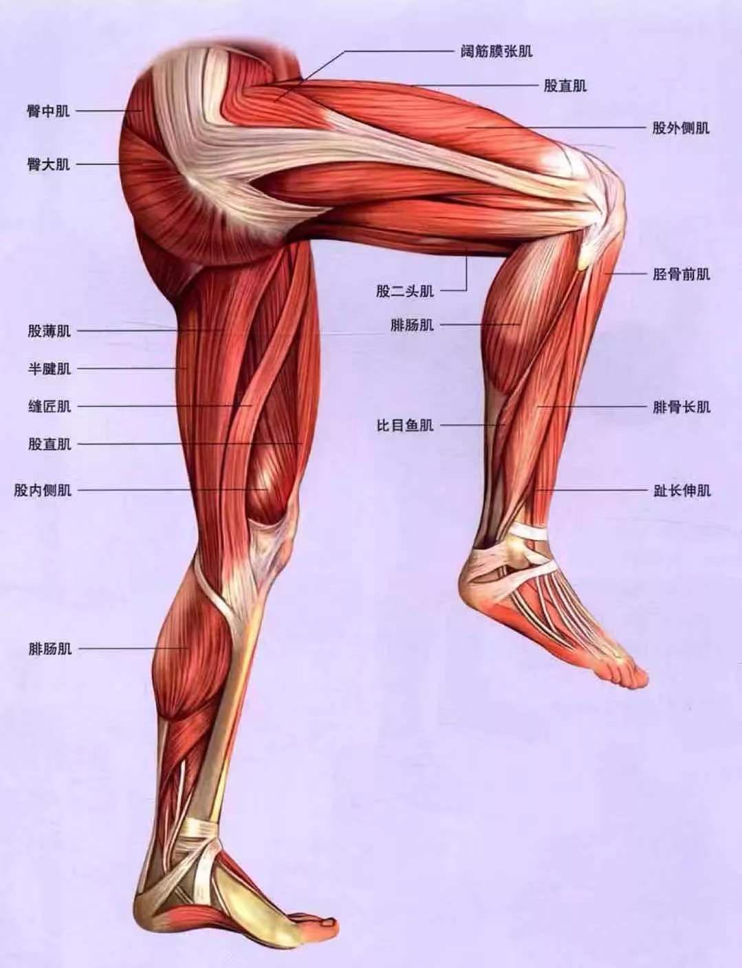 一般来说肌肉量低力量也差,腿就更是如此了,这是肌肉形状决定的